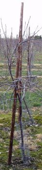 Wire tree guard Wire tree guard